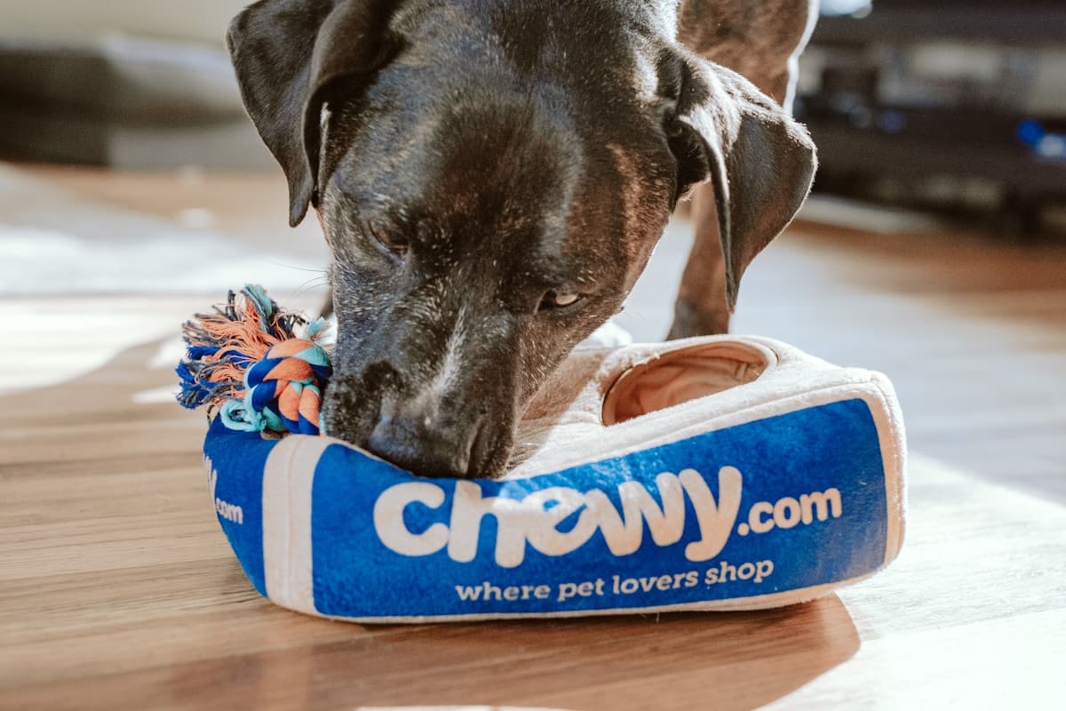 Hoteli za hišne ljubljenčke